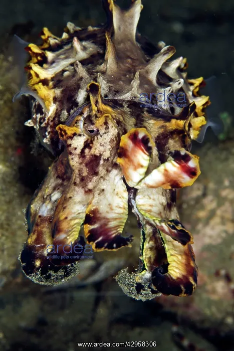 : Pfeffer's Flamboyant Cuttlefish : Pfeffer's Flamboyant Cuttlefish