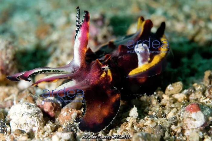 : Pfeffer's Flamboyant Cuttlefish : Pfeffer's Flamboyant Cuttlefish