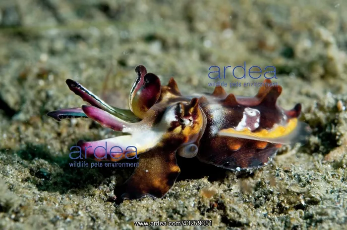 : Pfeffer's Flamboyant Cuttlefish : Pfeffer's Flamboyant Cuttlefish