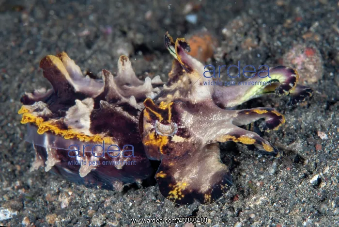 : Pfeffer's Flamboyant Cuttlefish : Pfeffer's Flamboyant Cuttlefish