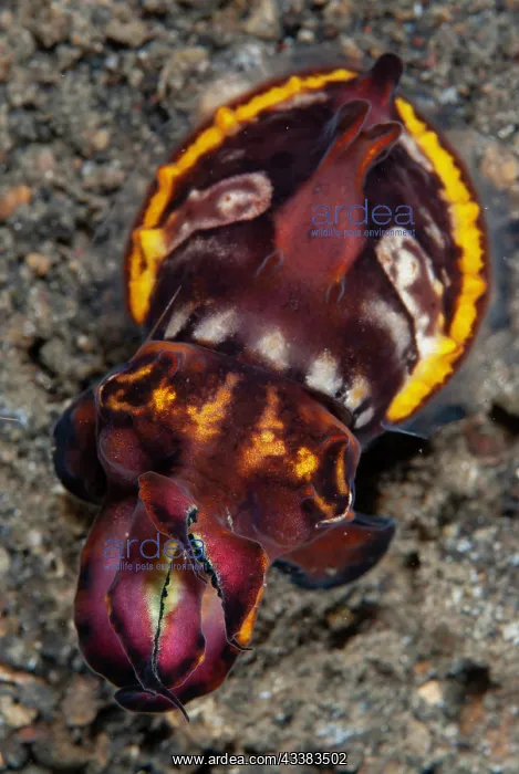: Pfeffer's Flamboyant Cuttlefish : Pfeffer's Flamboyant Cuttlefish