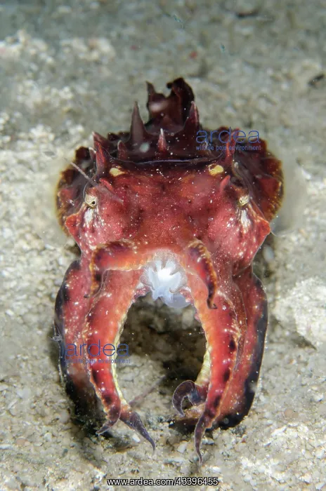 : Pfeffer's Flamboyant Cuttlefish : Pfeffer's Flamboyant Cuttlefish