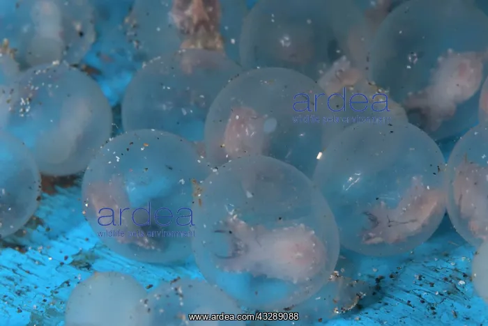 : Pfeffer's Flamboyant Cuttlefish eggs : Pfeffer's Flamboyant Cuttlefish eggs