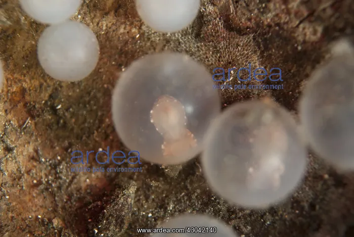 : Pfeffer's Flamboyant Cuttlefish - embryo in egg : Pfeffer's Flamboyant Cuttlefish - embryo in egg