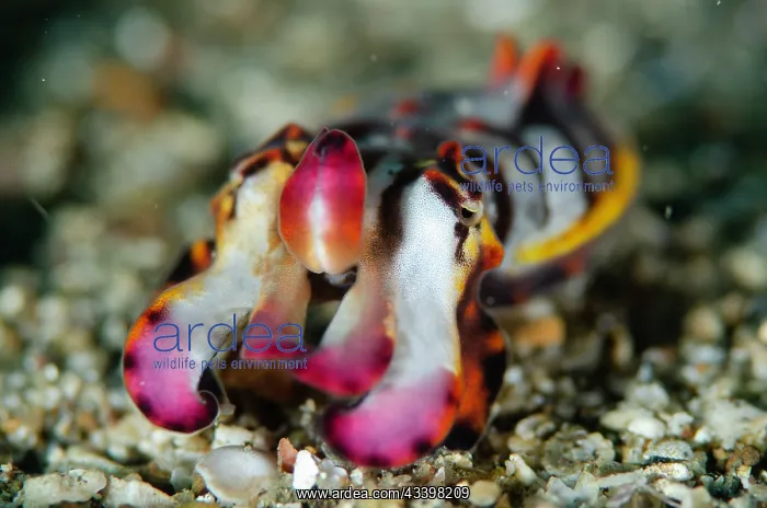 : Pfeffer's Flamboyant Cuttlefish hunting : Pfeffer's Flamboyant Cuttlefish hunting