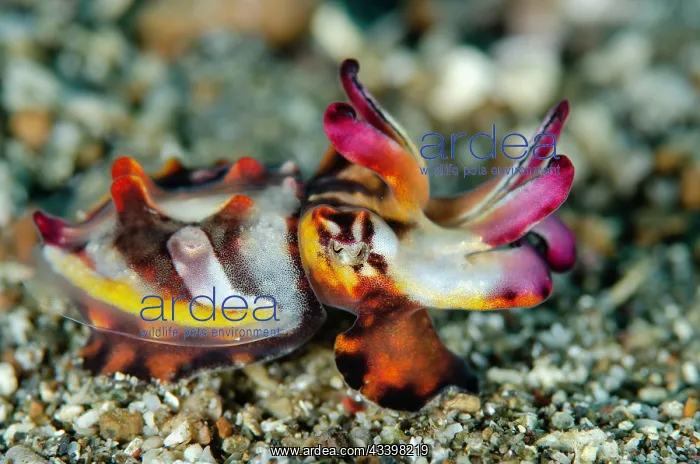 : Pfeffer's Flamboyant Cuttlefish hunting : Pfeffer's Flamboyant Cuttlefish hunting