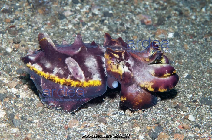 : Pfeffers Flamboyant Cuttlefish hunting - Pantai : Pfeffers Flamboyant Cuttlefish hunting - Pantai