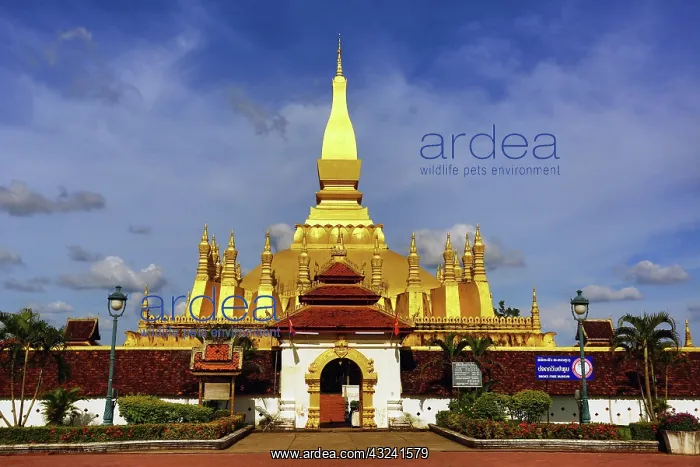 : Pha That Luang gold Stupa, Vientiane, Laos Paul Brown : Pha That Luang gold Stupa, Vientiane, Laos Paul Brown