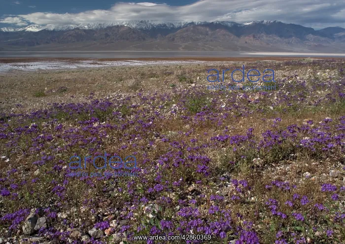 : Phacelia - mass on the shores of the Death Valley : Phacelia - mass on the shores of the Death Valley