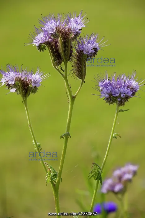 : Phacelia - native in USA but widely grown as bee : Phacelia - native in USA but widely grown as bee