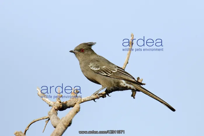  : Phainopepla