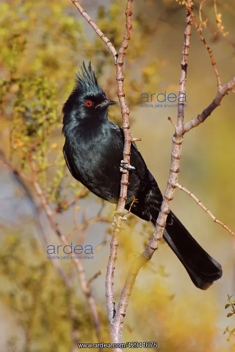  : Phainopepla