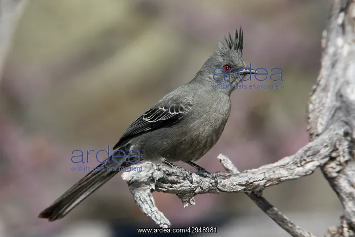 : Phainopepla