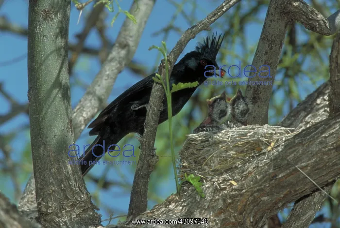 : Phainopepla : Phainopepla