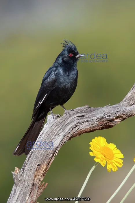 : Phainopepla - adult male : Phainopepla - adult male