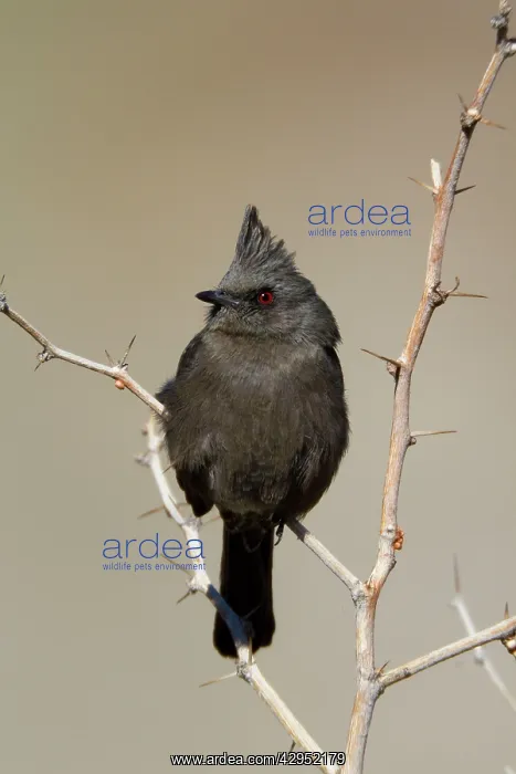 : Phainopepla - female : Phainopepla - female