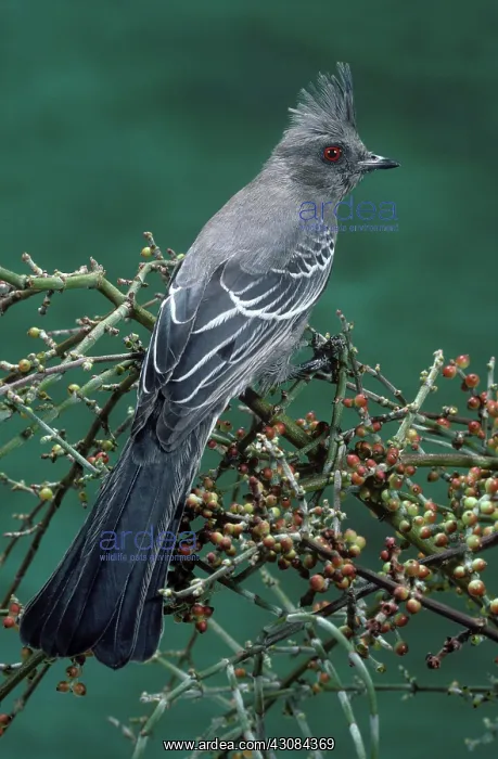 : Phainopepla female : Phainopepla female