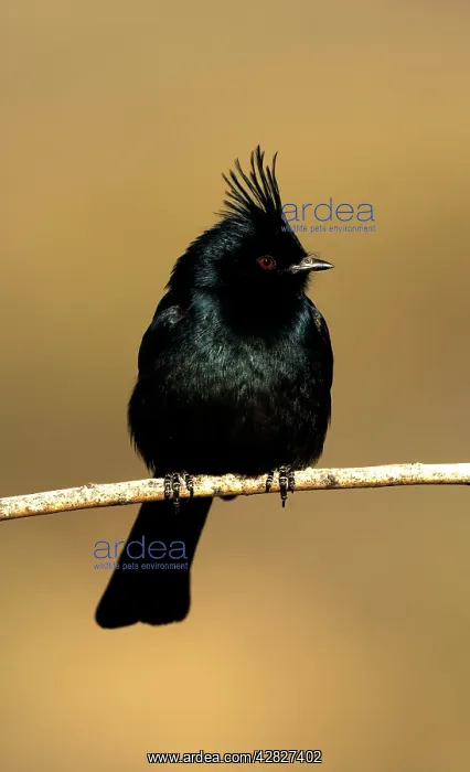 : Phainopepla - Male : Phainopepla - Male