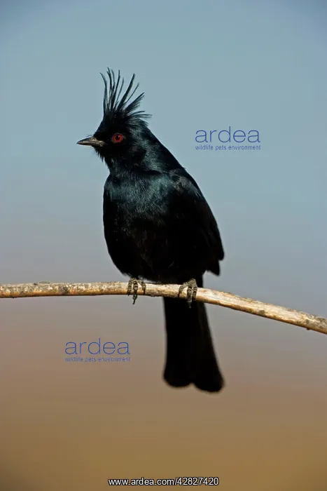  : Phainopepla - Male