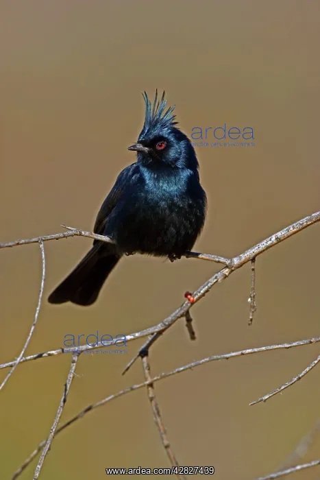 : Phainopepla - Male : Phainopepla - Male