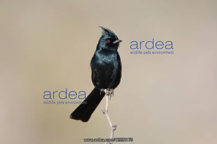 : Phainopepla - male : Phainopepla - male