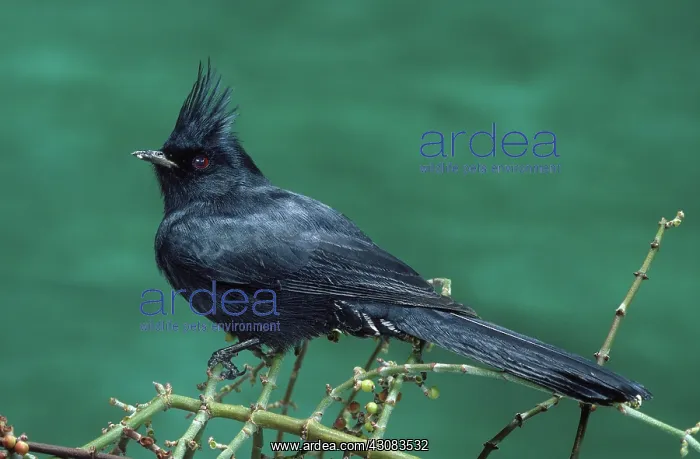 : Phainopepla male : Phainopepla male