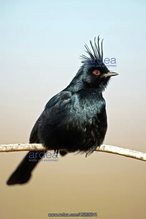 : Phainopepla (Phainopepla nitens) - Male - Arizona : Phainopepla (Phainopepla nitens) - Male - Arizona