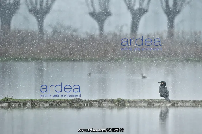 : Phalacrocorax carbo Phalacrocoracidae Phalacroco : Phalacrocorax carbo Phalacrocoracidae Phalacroco