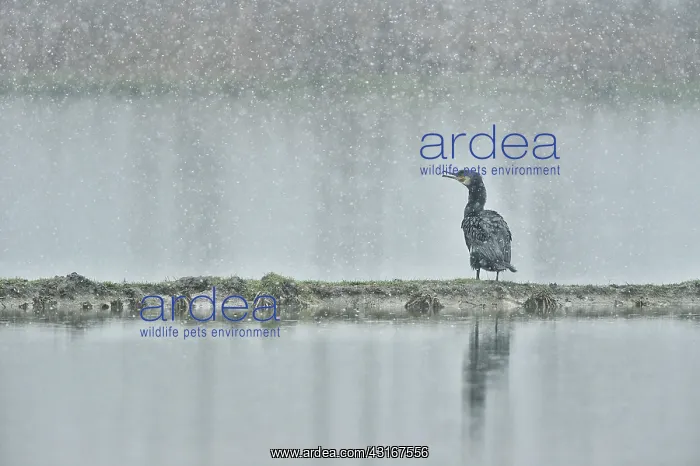 : Phalacrocorax carbo Phalacrocoracidae Phalacroco : Phalacrocorax carbo Phalacrocoracidae Phalacroco