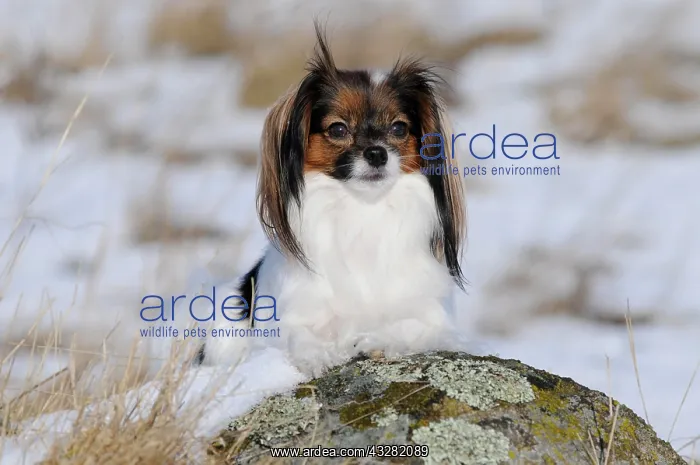 : Phalene, Continental Toy Spaniel, Epagneul Nain : Phalene, Continental Toy Spaniel, Epagneul Nain
