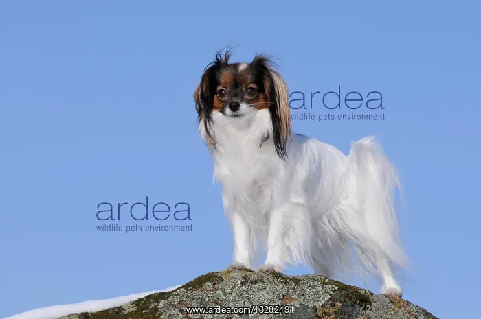 : Phalene, Continental Toy Spaniel, Epagneul Nain : Phalene, Continental Toy Spaniel, Epagneul Nain