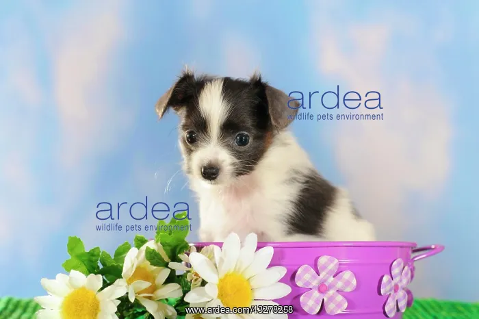 : Phalene or Continental Toy Spaniel puppy sitting : Phalene or Continental Toy Spaniel puppy sitting