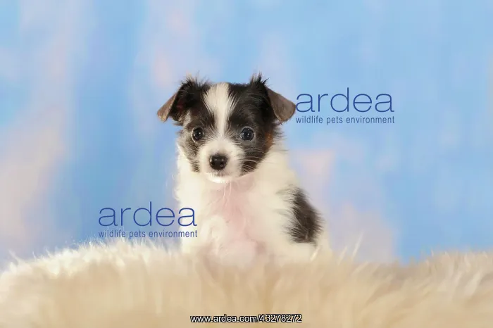 : Phalene or Continental Toy Spaniel puppy sitting : Phalene or Continental Toy Spaniel puppy sitting
