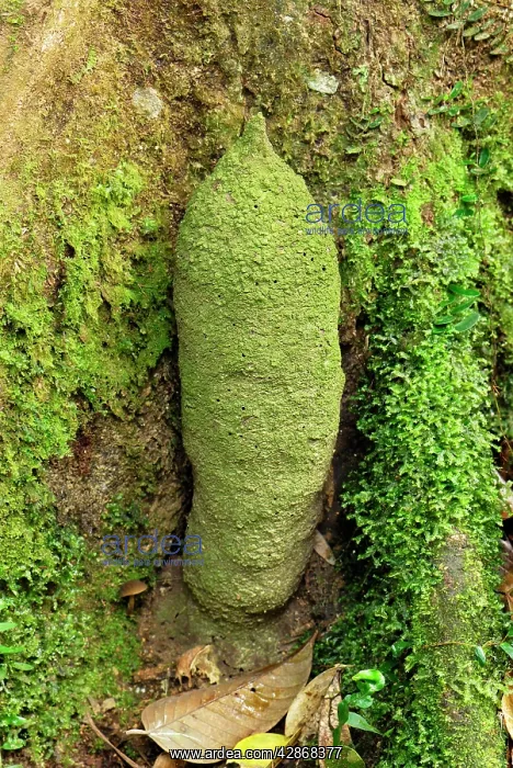 : Phallus Termite : Phallus Termite