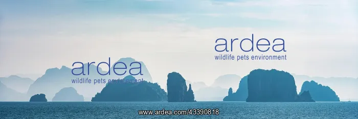 : Phang Nga bay near Koh YaoNoi, seascape, seascape : Phang Nga bay near Koh YaoNoi, seascape, seascape