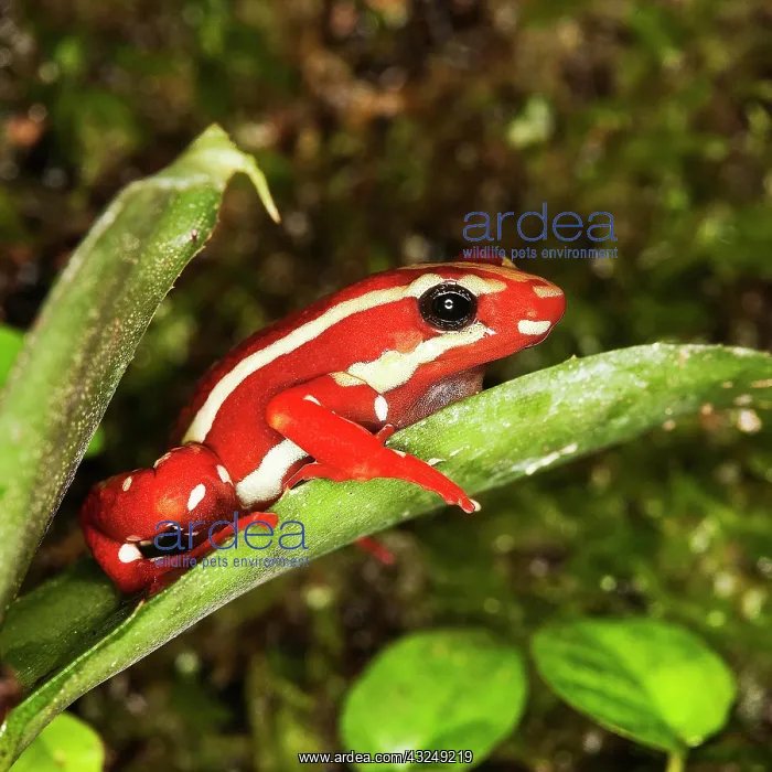 : PHANTASMAL POISON FROG (epipedobates tricolor), ADULT : PHANTASMAL POISON FROG (epipedobates tricolor), ADULT