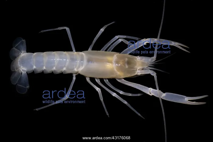 : Phantom Cave Crayfish : Phantom Cave Crayfish