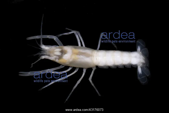 : Phantom Cave Crayfish : Phantom Cave Crayfish