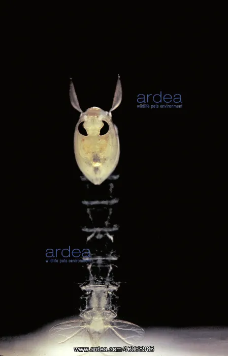 : Phantom Midge Pupa : Phantom Midge Pupa