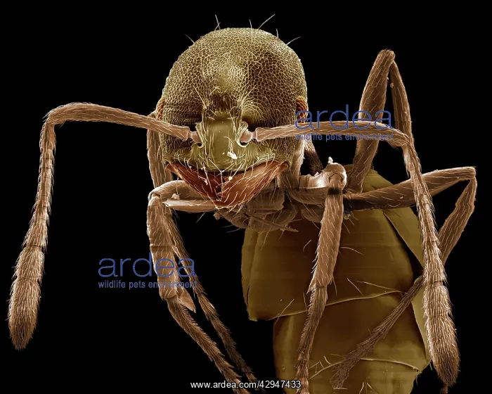 : Pharaoh Ant : Pharaoh Ant