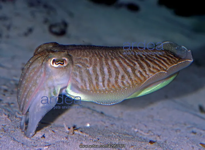 : Pharaoh Cuttlefish - warm waters : Pharaoh Cuttlefish - warm waters