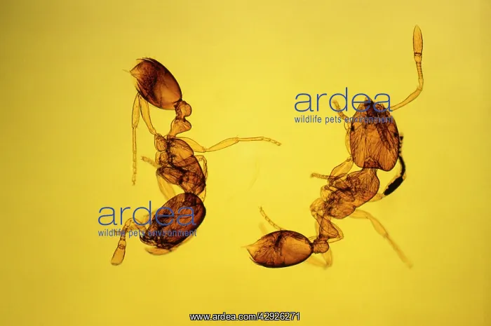 : Pharaoh's Ants : Pharaoh's Ants