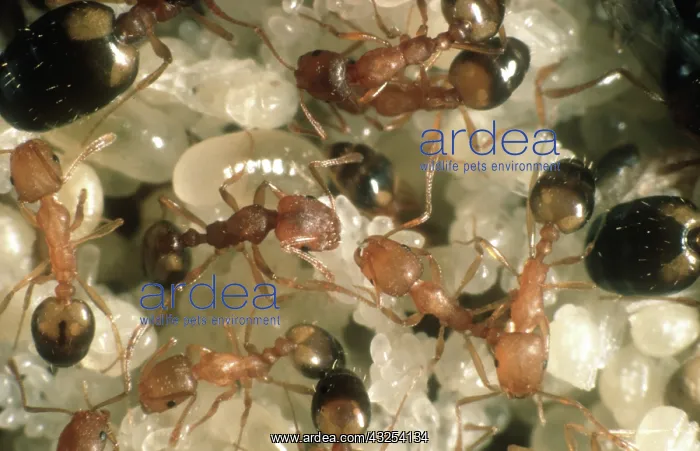 : Pharaoh's ants : Pharaoh's ants