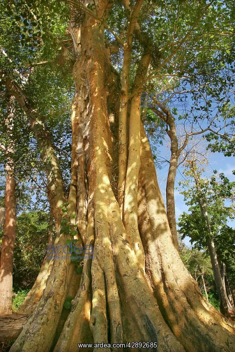: Pharaoh's Fig : Pharaoh's Fig