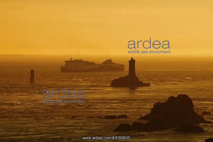 : Phare de la Vieille lighthouse and ferryboat at sunset : Phare de la Vieille lighthouse and ferryboat at sunset