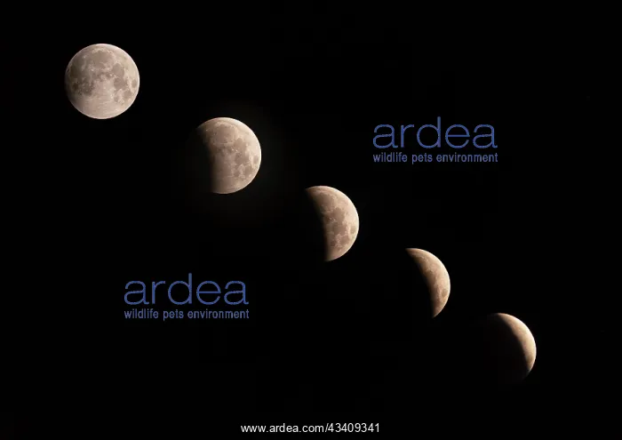 : Phases of the Lunar Eclipse, 2021, New Mexico : Phases of the Lunar Eclipse, 2021, New Mexico