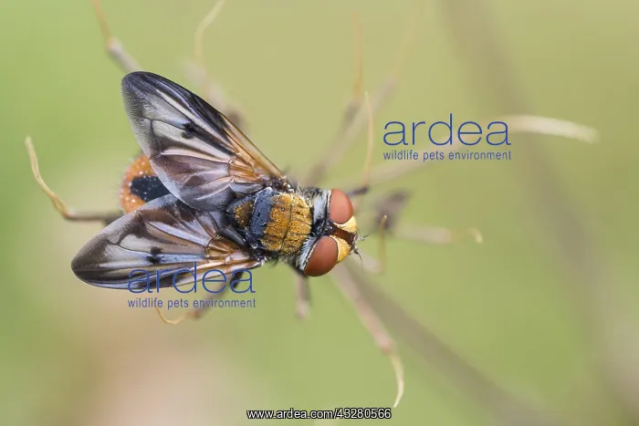 : Phasia aurigera (Phasia aurigera), Hesse, Germany : Phasia aurigera (Phasia aurigera), Hesse, Germany