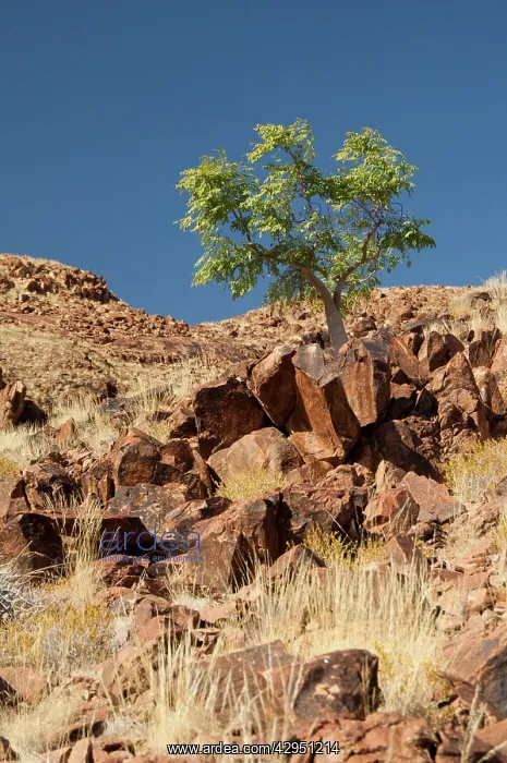  : Phatom tree - on hillside