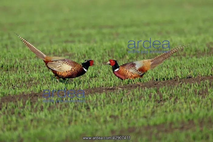: Pheasant - 2 males or cocks fighting during breeding season : Pheasant - 2 males or cocks fighting during breeding season