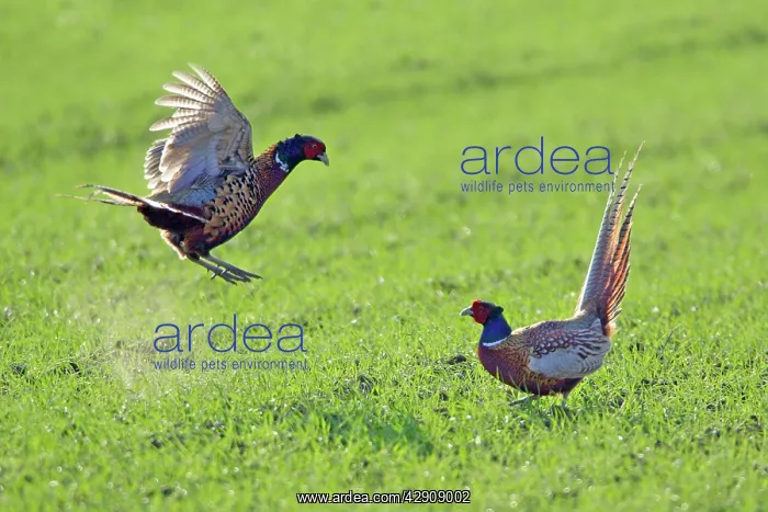 : Pheasant - 2 males / cocks fighting during breeding season : Pheasant - 2 males / cocks fighting during breeding season